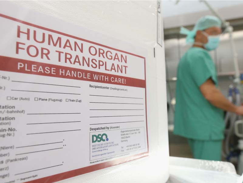 供移植的人体器官。