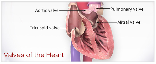 心脏瓣膜示意图