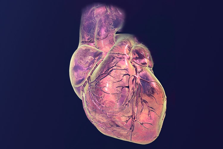 心脏与冠状血管，计算机插图。平坦的背景。