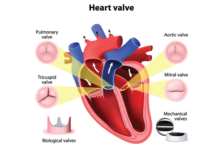 心脏解剖特征为四瓣:肺动脉瓣、主动脉瓣、三尖瓣、二尖瓣。